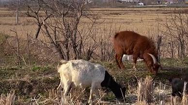 4K农村农户放羊羊群养羊山羊羊吃草视频的预览图